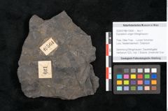Foto (Objekt + Etikett) von Equisetum ungeri Ettingshausen (NHMW-GEO-2024-0188-10564)